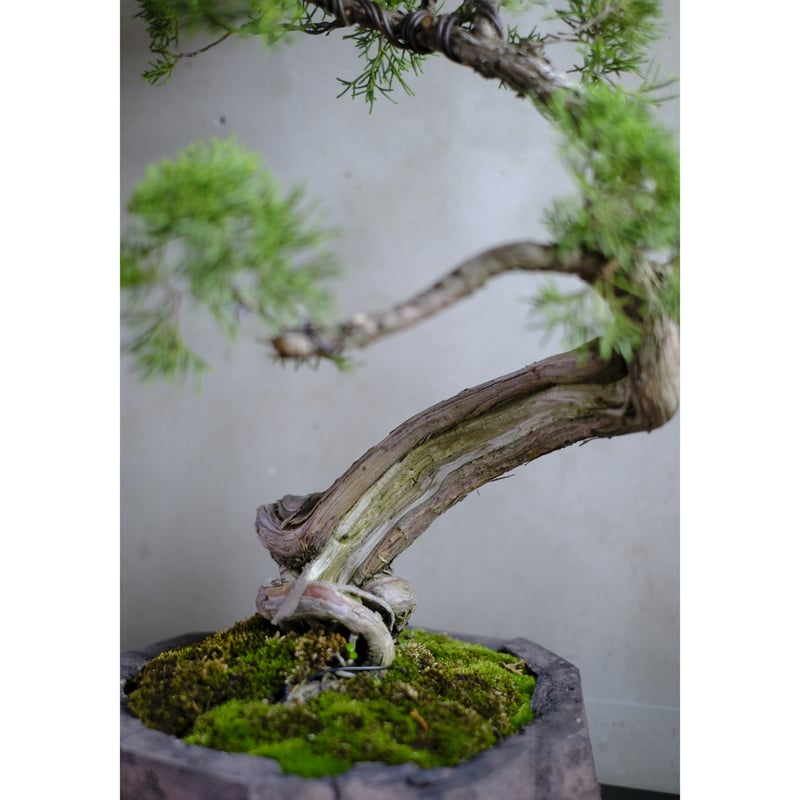 真柏 | saku-botanicalworks 真柏 | saku-botanicalworks