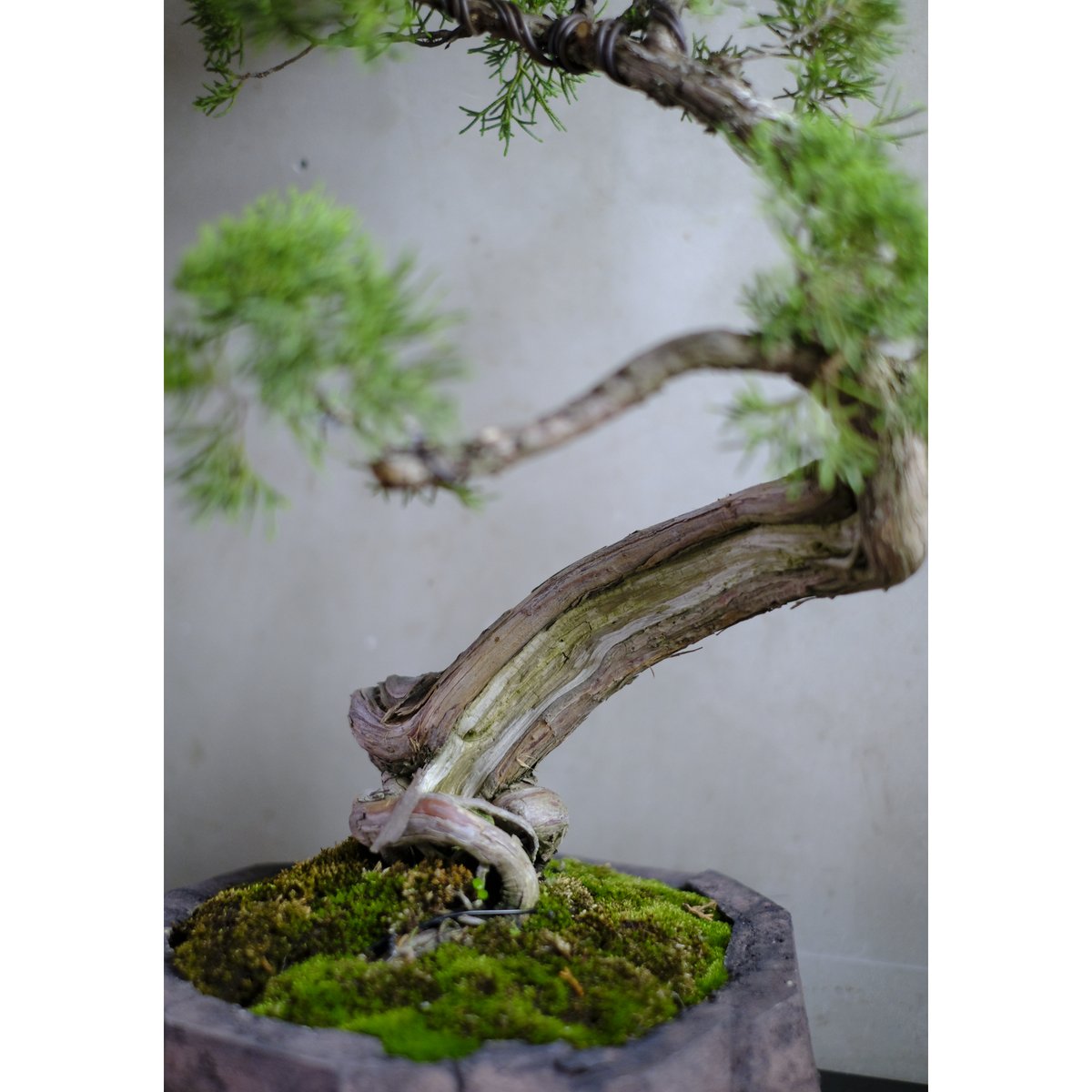 真柏 | saku-botanicalworks