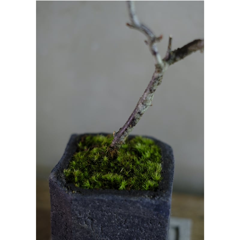 梅 (雲竜梅) [根上がり文人風] 大品盆栽 梅 (雲竜梅) [根上がり文人風