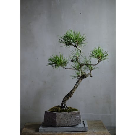 CATEGORY モルタル鉢 | saku-botanicalworks