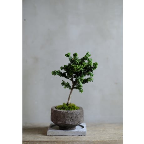 CATEGORY モルタル鉢 | saku-botanicalworks