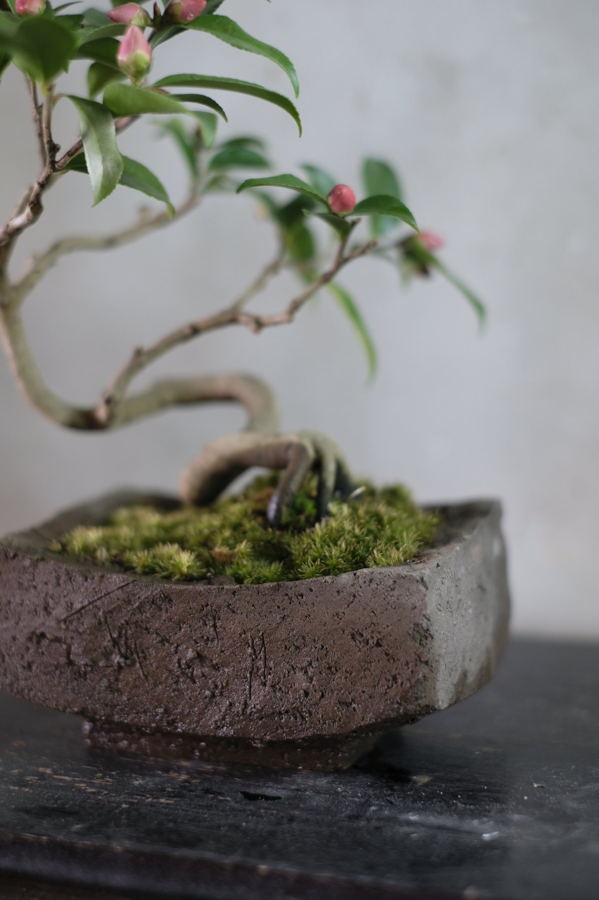 山茶花 | saku-botanicalworks