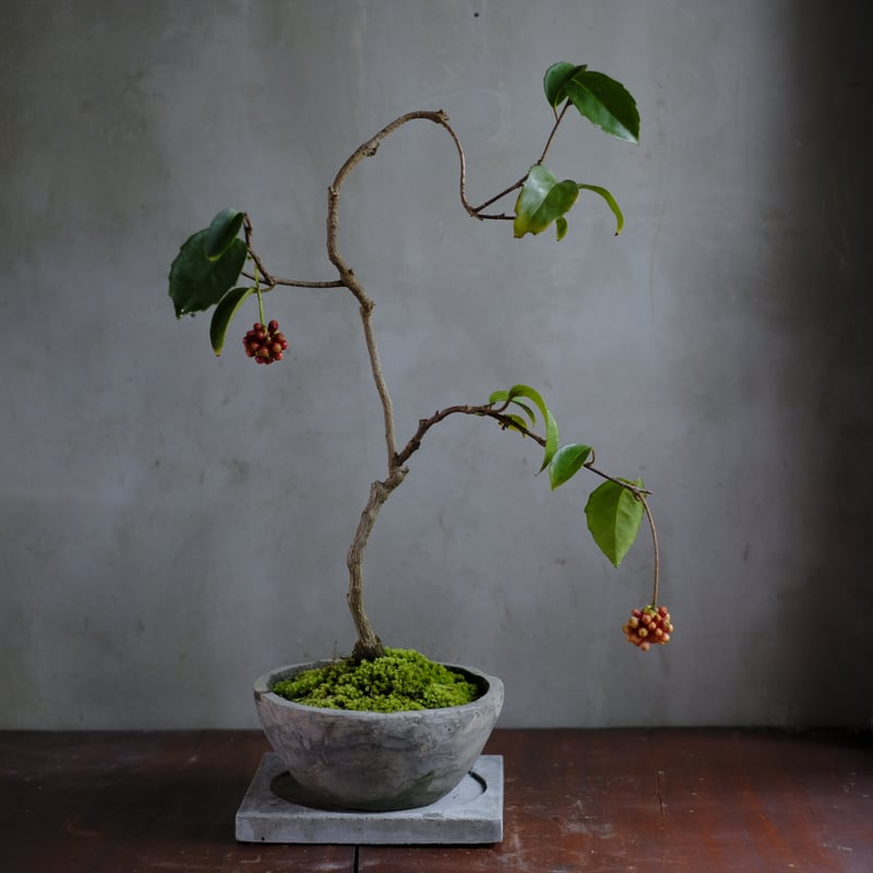 季節のお任せ盆栽・中 | saku-botanicalworks