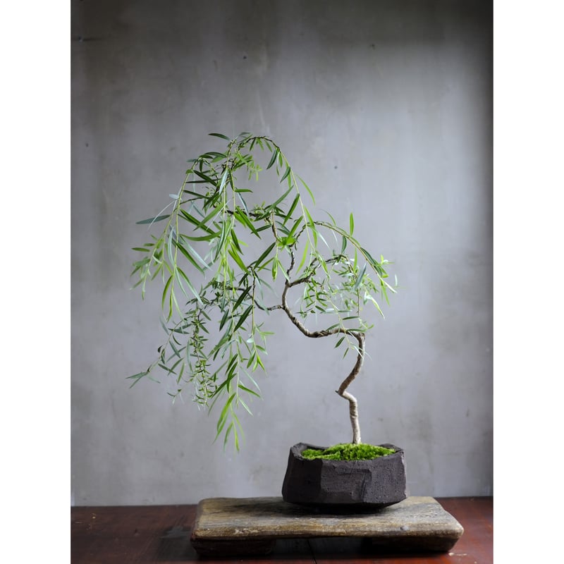 六角堂柳 | saku-botanicalworks