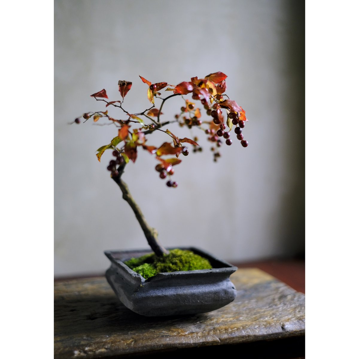 季節のお任せ盆栽・中 | saku-botanicalworks