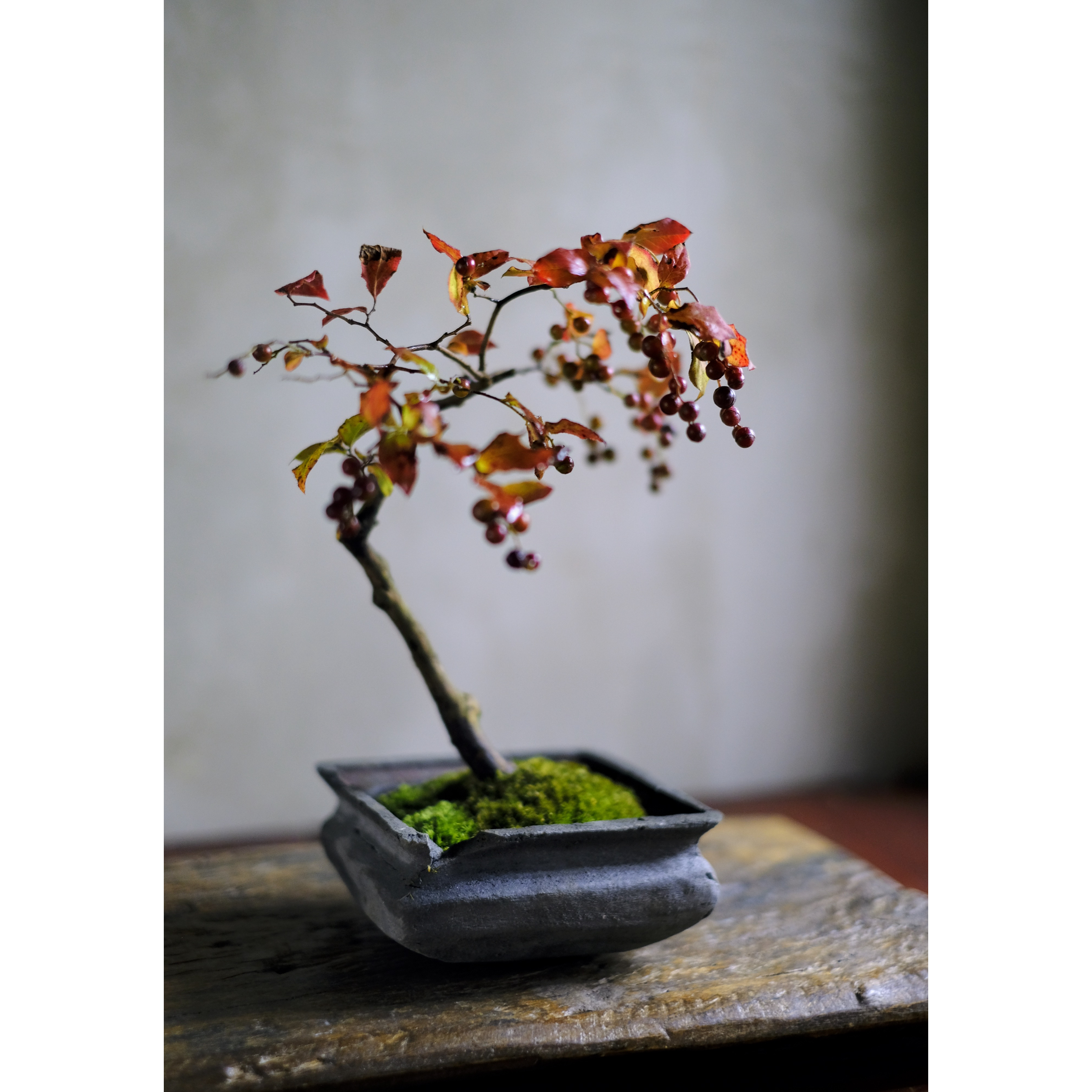 季節のお任せ盆栽・中 | saku-botanicalworks