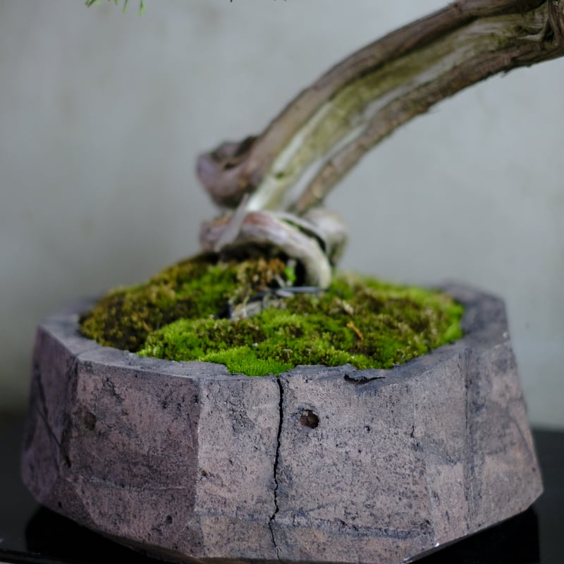 真柏 | saku-botanicalworks