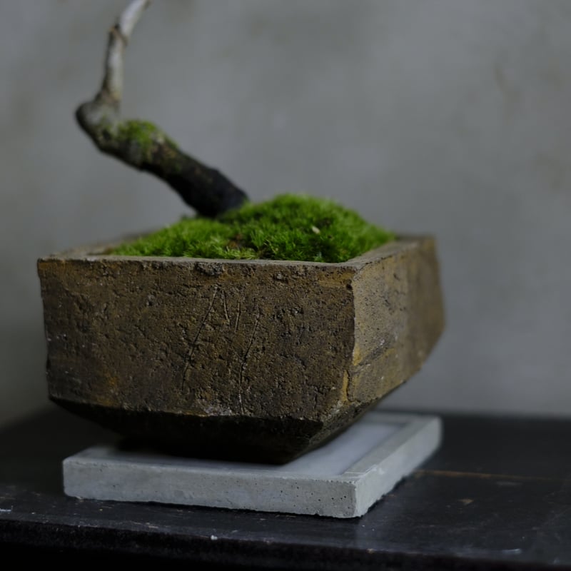 山柿 | saku-botanicalworks