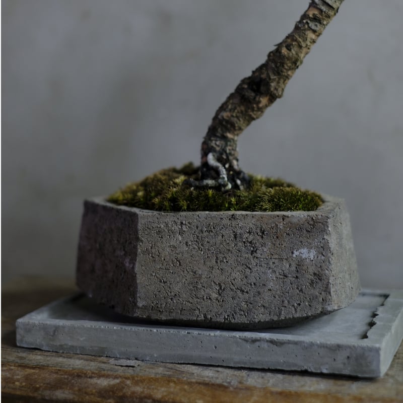 黒松 | saku-botanicalworks