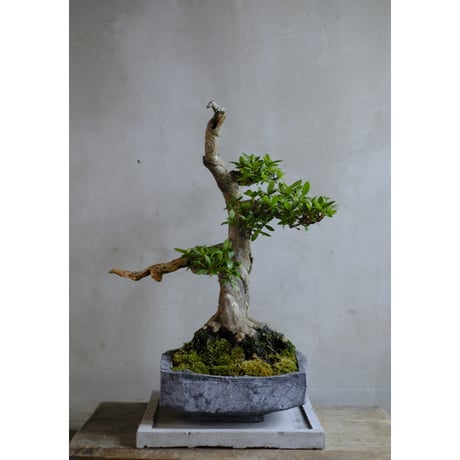 FLEUR STORE フルールストア 盆栽　ビーニー CE8A5CBA-C06E-437C-A950-