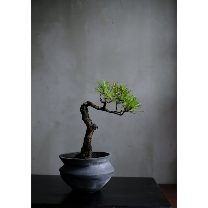 季節のお任せ盆栽・中 | saku-botanicalworks
