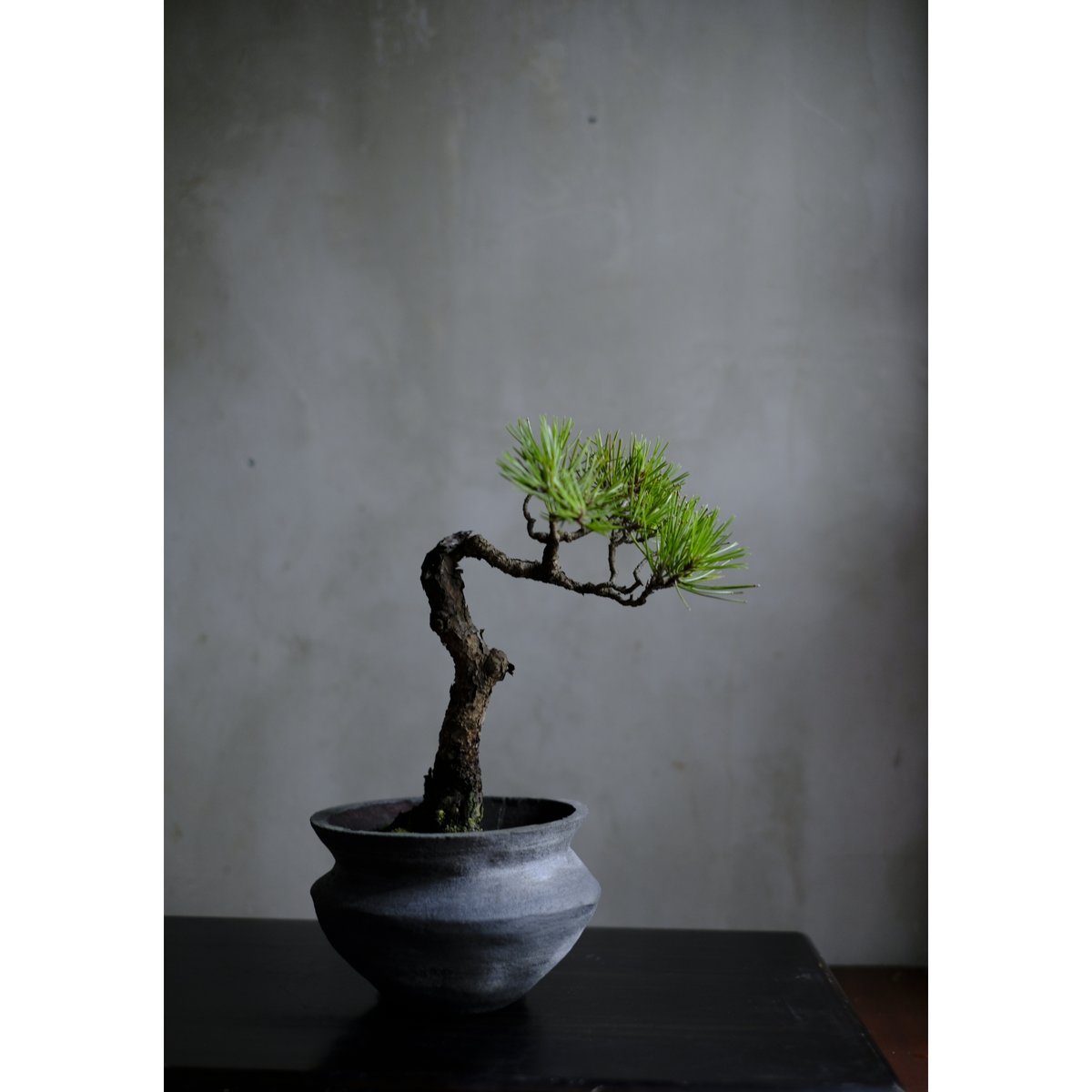 季節のお任せ盆栽・中 | saku-botanicalworks