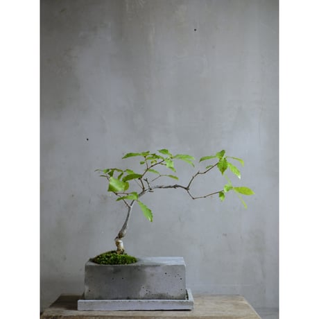 【花材屋】ガーデン工房SAKU 花材屋】ガーデン工房SAKU saku.Botanicalworks (@saku.botanicalworks