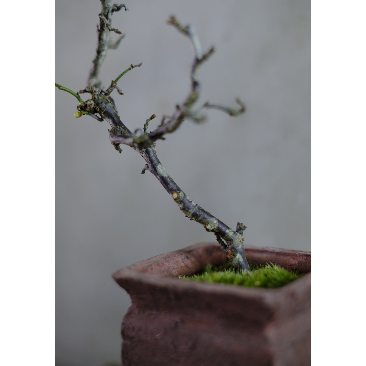 雲龍梅 | saku-botanicalworks