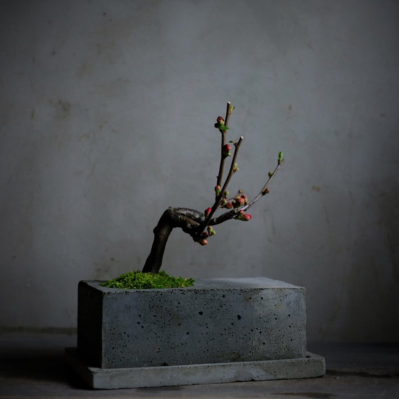 季節のお任せ盆栽・中 | saku-botanicalworks