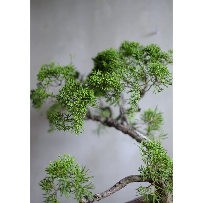 真柏 | saku-botanicalworks