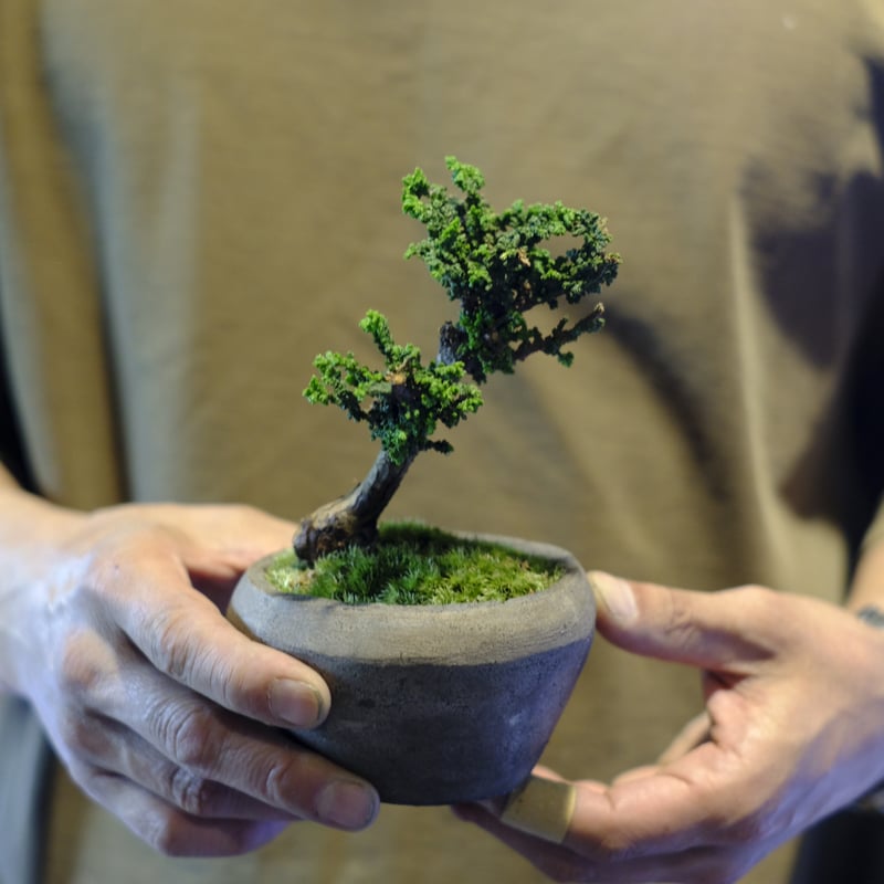 石化桧 | saku-botanicalworks