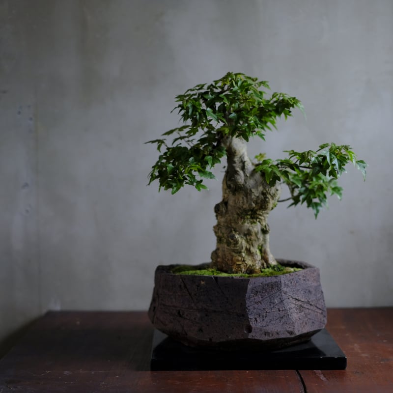 盆栽 SSFW BLINDBOX QUE SERAシリーズ MODERN ANCIENTS ART BONSAI アーティ