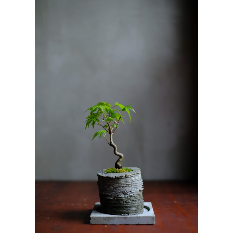 季節のお任せ盆栽・小 | saku-botanicalworks