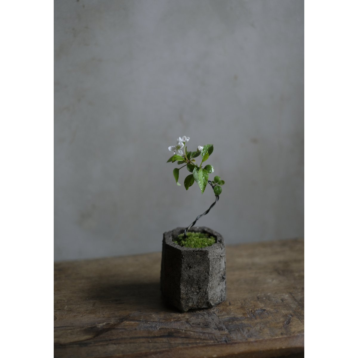 季節のお任せ盆栽・小 | saku-botanicalworks