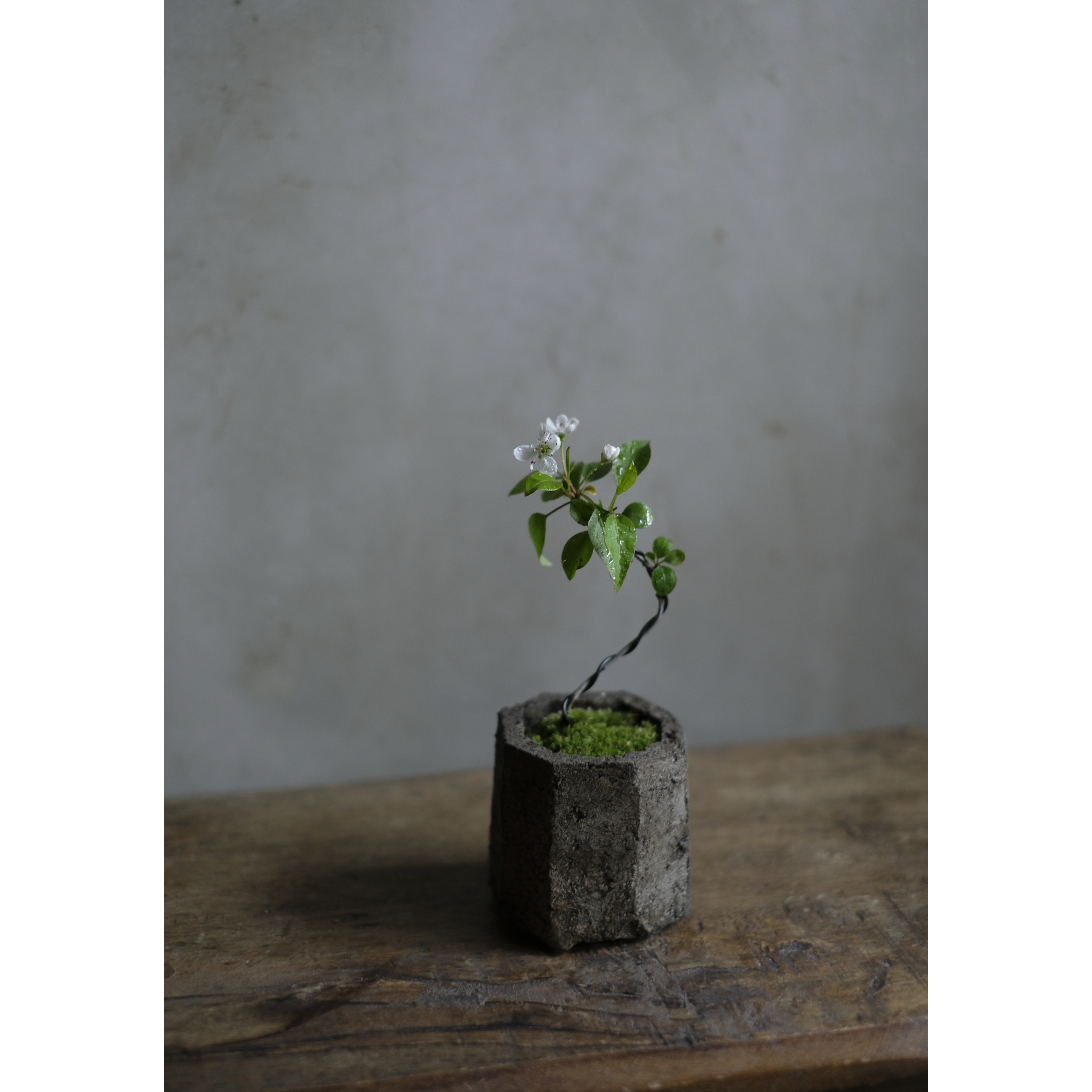季節のお任せ盆栽・小 | saku-botanicalworks