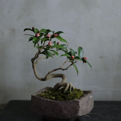 CATEGORY モルタル鉢 | saku-botanicalworks