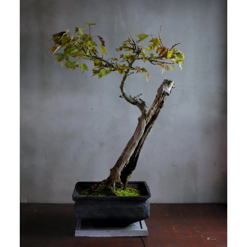 季節のお任せ盆栽・大 | saku-botanicalworks