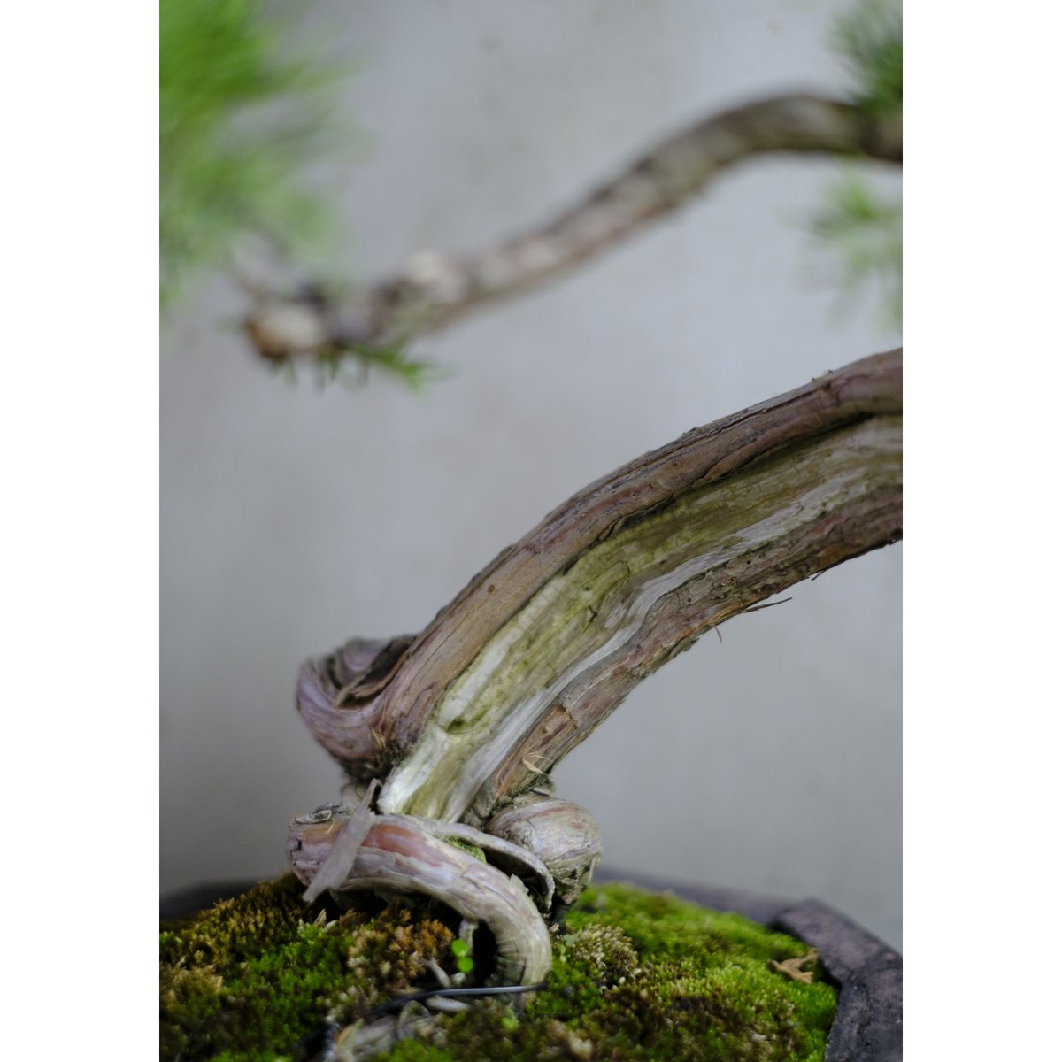 真柏 No.SKT0003 真柏 - Bonsai Network Japan