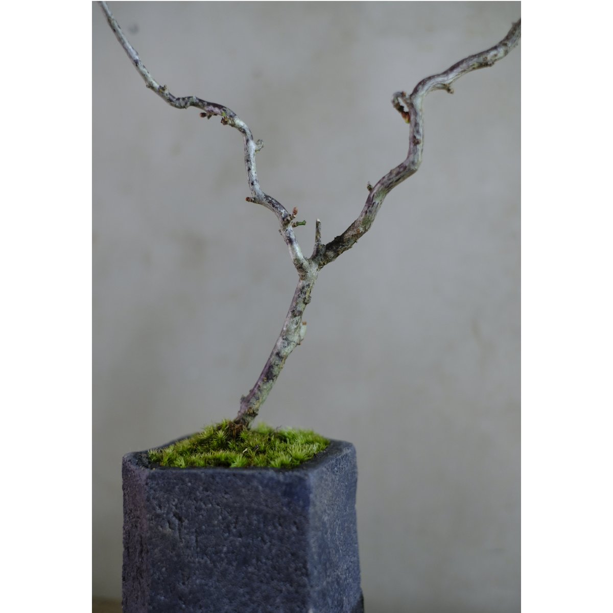 雲龍梅 | saku-botanicalworks