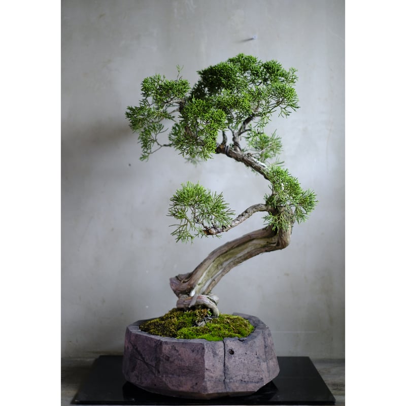 真柏 | saku-botanicalworks