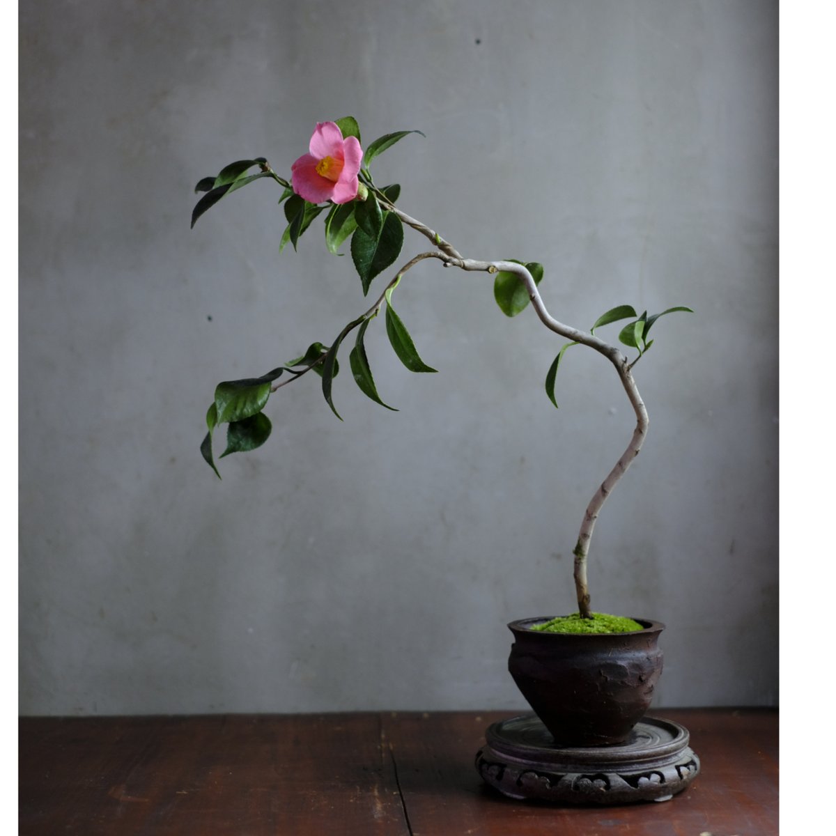 季節のお任せ盆栽・中 | saku-botanicalworks