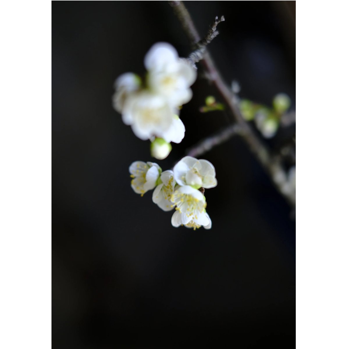 雲龍梅 | saku-botanicalworks