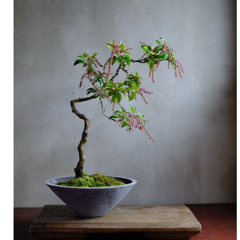 季節のお任せ盆栽・中 | saku-botanicalworks