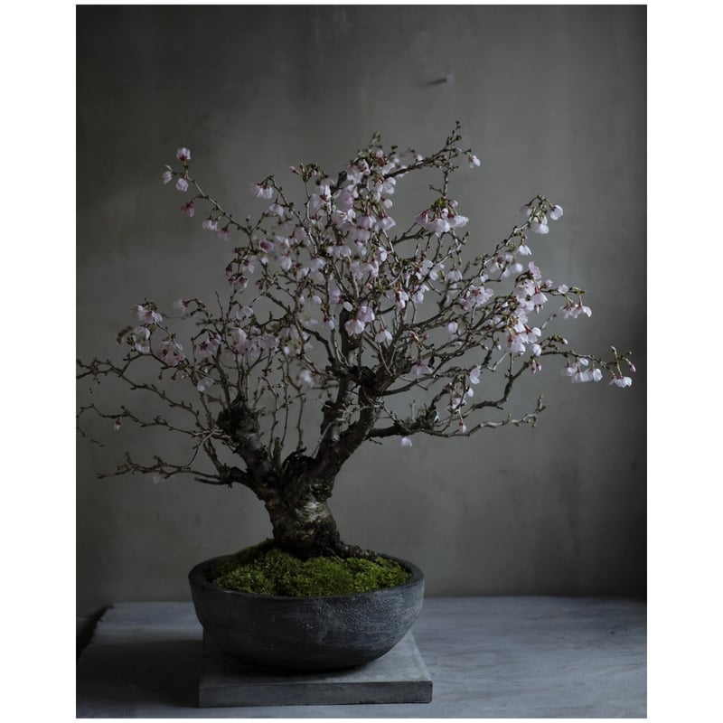 季節のお任せ盆栽・大 | saku-botanicalworks