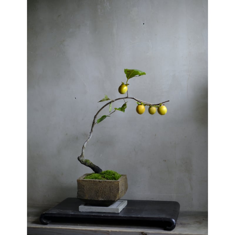 山柿 | saku-botanicalworks