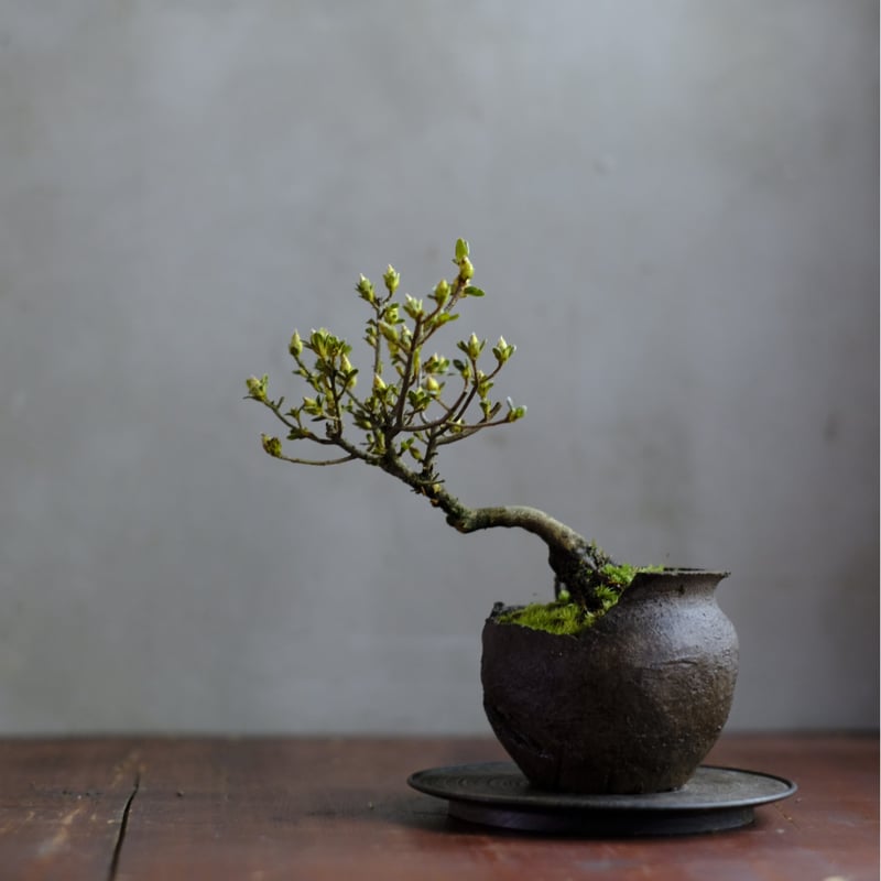 季節のお任せ盆栽・小 | saku-botanicalworks