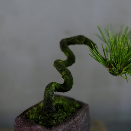 CATEGORY モルタル鉢 | saku-botanicalworks