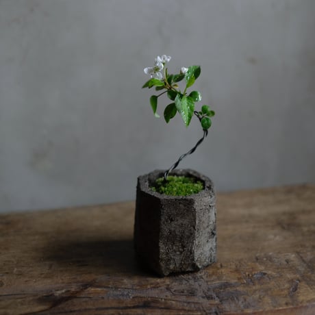 【花材屋】ガーデン工房SAKU SAKU様 リクエスト 2点 まとめ商品 花材屋】ガーデン工房SAKU様