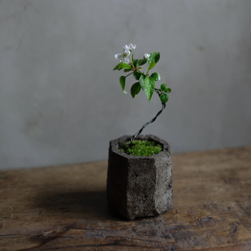 季節のお任せ盆栽・小 | saku-botanicalworks