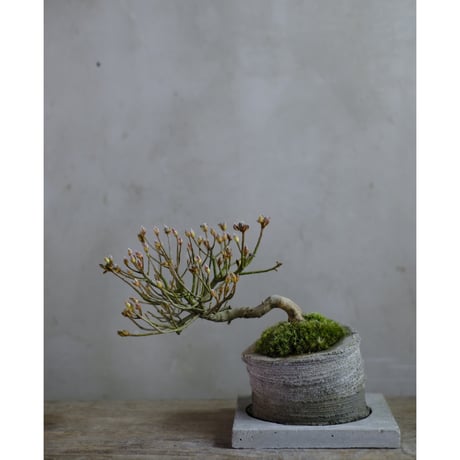 CATEGORY モルタル鉢 | saku-botanicalworks