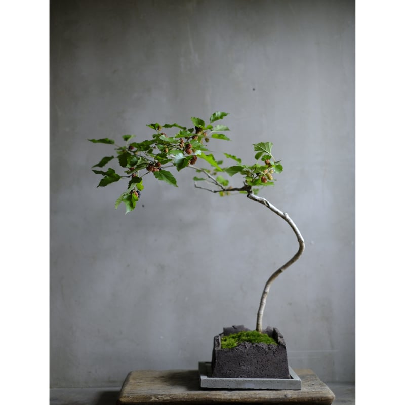 季節のお任せ盆栽・中 | saku-botanicalworks