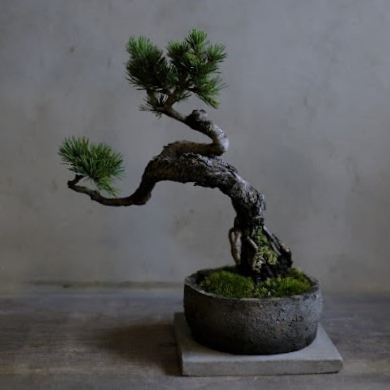 季節のお任せ盆栽・大 | saku-botanicalworks