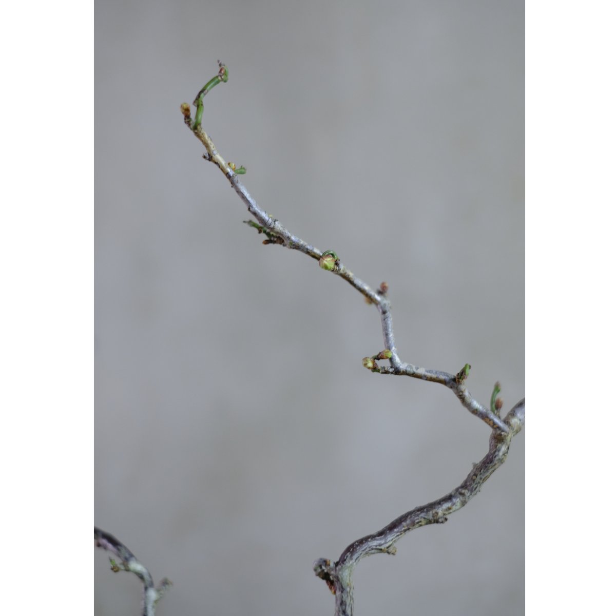 雲龍梅 | saku-botanicalworks