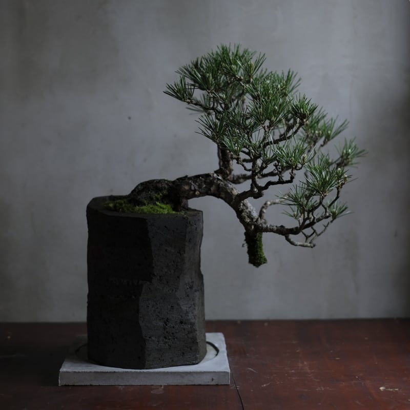 季節のお任せ盆栽・大 | saku-botanicalworks