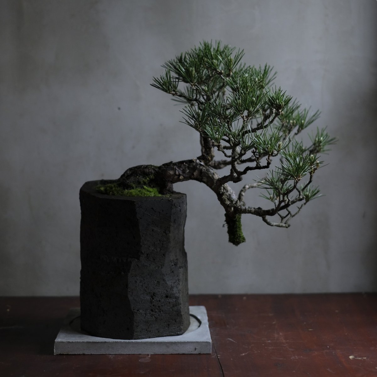 季節のお任せ盆栽・大 | saku-botanicalworks