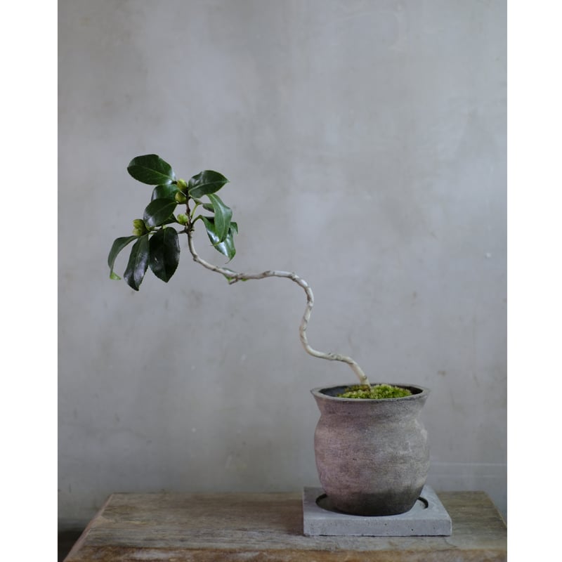 椿 | saku-botanicalworks