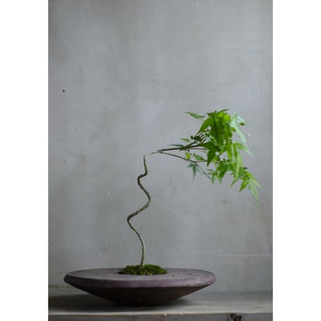 bonsai | STORES