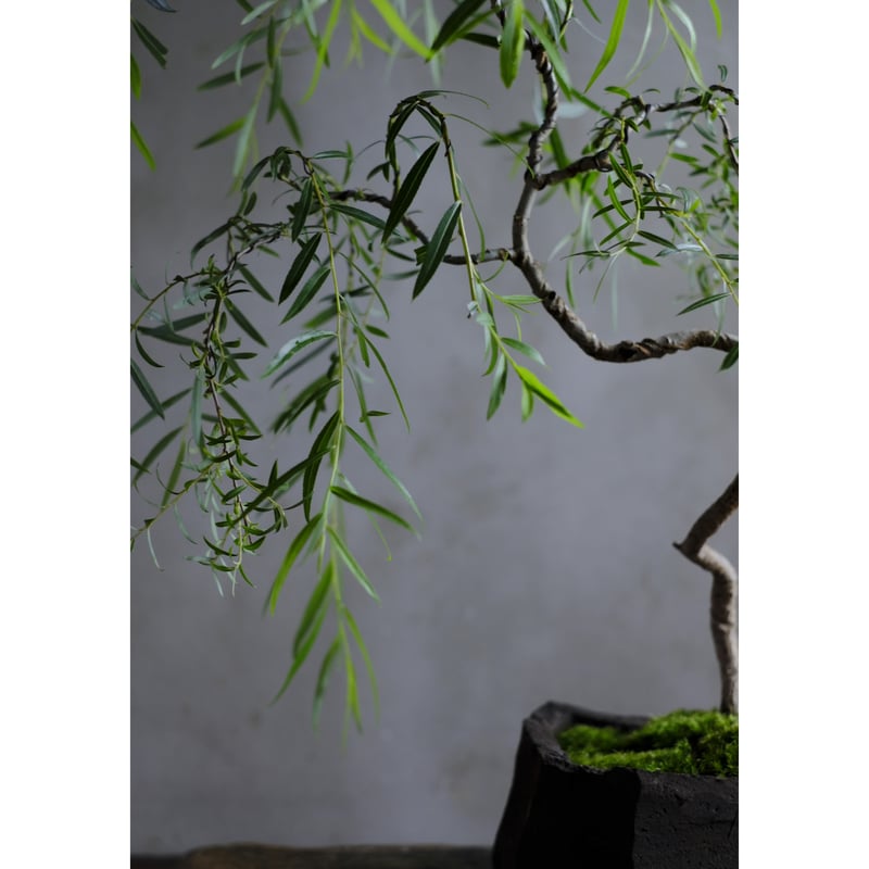 六角堂柳 | saku-botanicalworks