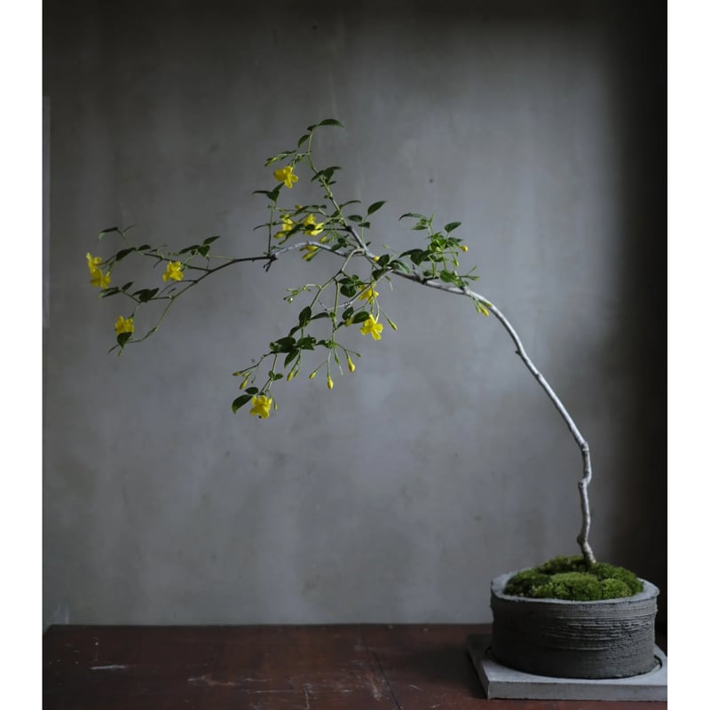 季節のお任せ盆栽・大 | saku-botanicalworks