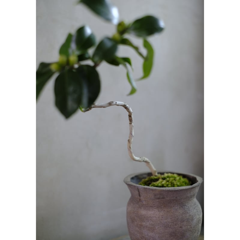 椿 | saku-botanicalworks